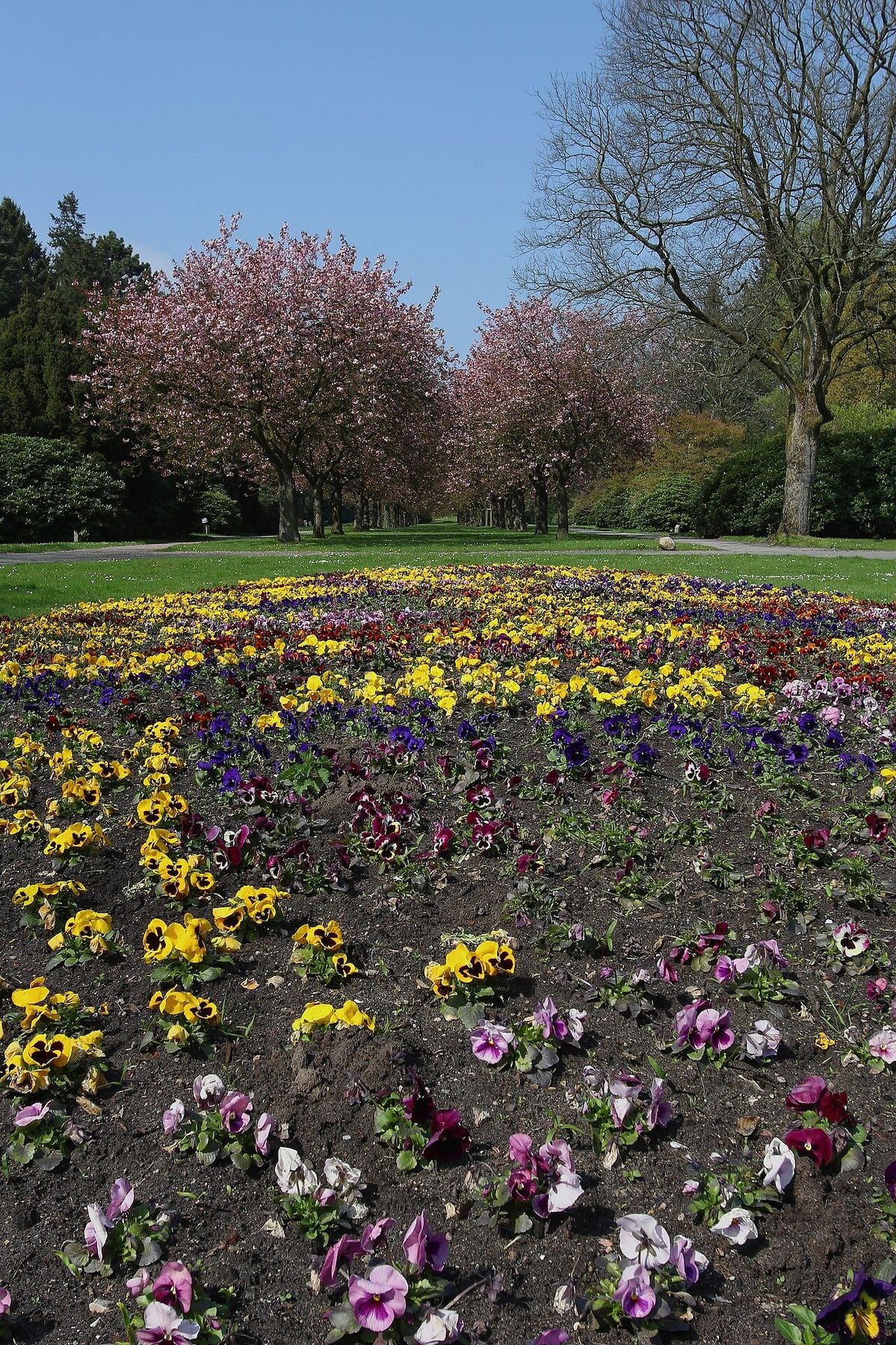 Hauptallee auf Hauptfriedhof Altona
